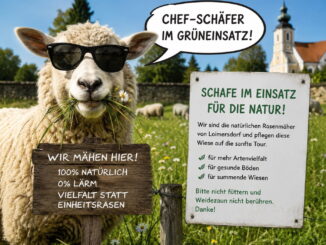 Schafe übernehmen die Grünpflege in Loimersdorf